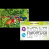 Bioviva planète - Jungles et forêts - Jeu de société écologique – Image 3