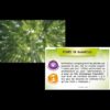 Bioviva planète - Jungles et forêts - Jeu de société écologique – Image 4